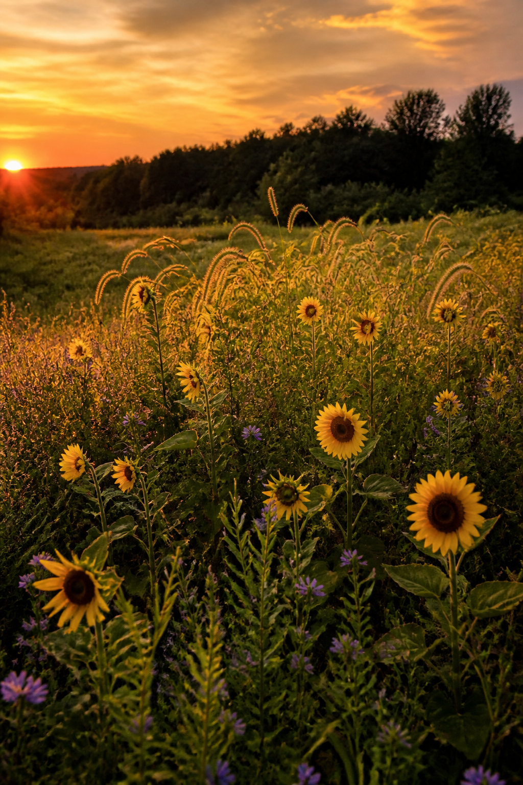 A rural field of sunflowers and native flowers at sunset